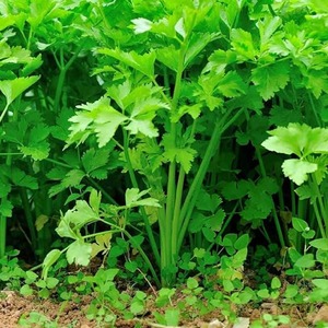 Especias de semillas de Dhania y semillas de cilantro Masala a un precio asequible de la India - Product Image 3