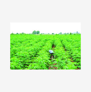 Muestra de envío gratis con almidón de maíz modificado de alta calidad - Product Image 6