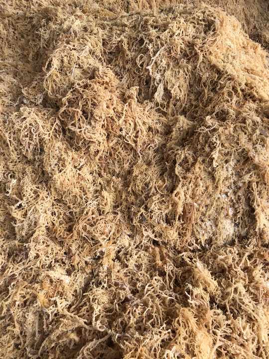 100% Oragnic Natural High Quality Dried Seamos White Seamoss Is Exported From Supplier Vietnam