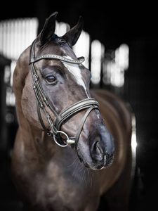 BRIDLE DRESSAGE NEGRO/PLATA - Product Image 5