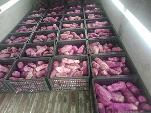 Wholesale Frozen <b>High</b> Quality Natural <b>Purple</b> Yam /White Yam with Factory Price - Caryln - Product Image 3