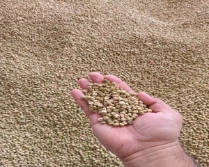 Petits pois bruns séchés bien transformés, fournis en emballages personnalisés pour les clients en gros souhaitant des produits propres et importés - Product Image 6