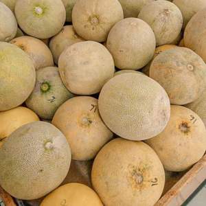 เมลอนคันตาลูปสดเกรด 1 - ความหวานสูง - เมลอนเกรดส่งออกจำนวนมาก - Product Image 3