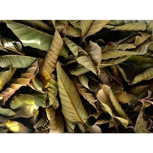 Hojas de guayaba frescas y aromáticas secas/calidad premium/precio asequible/cosechadas en Vietnam - Product Image 5