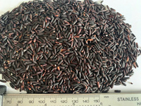 Arroz Jazmín de Vietnam, Grano Largo, Seco, Sin OMG, Ingredientes Nutritivos, Alimento Estándar de Exportación, Venta al por Mayor, OEM, Marca Privada