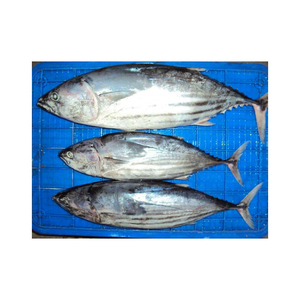 ปลาสปิคแจ็คแช่แข็ง ขายส่ง ราคาถูก อาหารทะเลแช่แข็งคุณภาพพรีเมียม - Product Image 2