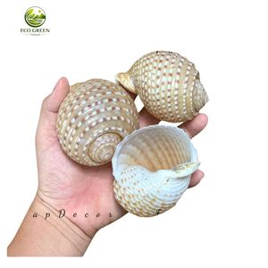 Coquille de thon tachetée naturelle Vo Oc Giay Vo Oc Giam pour la décoration de mariage en bord de mer, artisanat fait main, accessoires de maison et cadeaux en gros - Product Image 1
