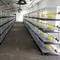 Cage d'élevage de poussins de type H, nettoyage automatique du fumier, double moteur, cage à volailles en acier galvanisé, poussins de 0 à 14 semaines