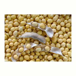 25kg Bulk Bag Sprouting and Food Grade Dry Yellow Soyabean Seed Non-GMO <b>Soybeans</b> 24 Months Shelf Life - Product Image 5