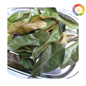 Feuilles de Corossol Séchées Authentiques du Vietnam-Feuilles de Graviola Bio avec Technique Traditionnelle de Séchage au Soleil - Product Image 1