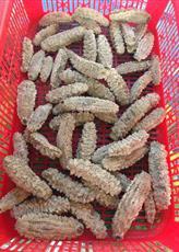 Premium Vietnamese Dried Sea Cucumber for Export - Product Image 2