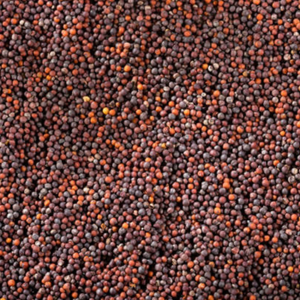 Graines de moutarde en granulés de qualité supérieure, 100 % pures, séchées, jaunes, de qualité supérieure, en vrac, épices simples - FitTree International - Product Image 2