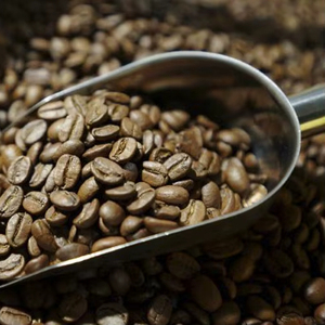 Grains de café Arabica torréfiés de qualité supérieure, certifiés ISO 22000, brisures noires à moins de 0,1 %, certifiés USDA, haute qualité pour - Product Image 1