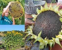 Semi di 150 rari semi di girasole giganti regalo di terreno organico in vaso - Product Image 3