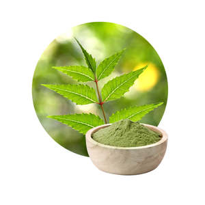 Poudre de feuilles de neem sauvage séchées au soleil pour leepa ayurvédique traditionnel et les compresses cutanées - Product Image 1