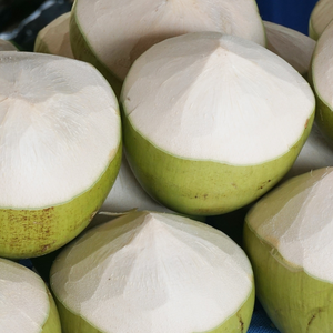 Noix de coco fraîche semi-décortiquée de qualité supérieure, de type sub-tropical, de 12 à 15 cm, issue de l'Agriculture vietnamienne, jeune et mûre - Product Image 3