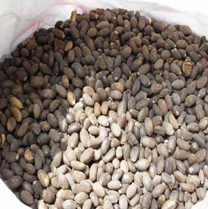 Semillas de Jatropha Orgánicas Secas, Precio al por Mayor, Grado Alimenticio - Product Image 1