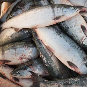 Bloques de Atún Congelado de Origen Sostenible y Operaciones de Exportación que Sirven a Supermercados y Clientes de Servicios de Alimentos Comerciales - Product Image 2