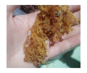 Mousse de coton séchée Organique Naturelle Pure Vegan Superfood en vrac Vente en gros sans OGM Sans gluten Wildcrafted Vietnam Premium Expor - Product Image 2