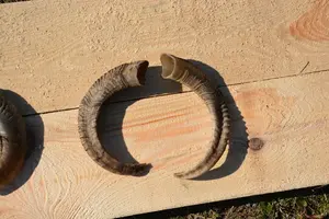 Paire de cornes de bélier naturelles fabriquées à la main avec finition polie pour la décoration et l'affichage traditionnels de la maison à un prix abordable - Product Image 4