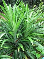 Feuilles de Pandanus vietnamien de qualité supérieure avec ANGLE de prix compétitif