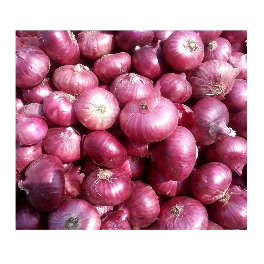 Prezzo all'ingrosso cipolla rossa naturale al 100% qualità assicurata cipolla fresca/cipolla di grado indiano acquista dal produttore indiano