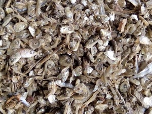 Tête d'anchois séchée de bon goût pour bovins avec bon prix en vrac prêt à expédier - Product Image 4