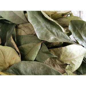 Thé de feuilles de corossol séché biologique/thé de feuilles de Graviola, 100% naturel, pur, certifié biologique - Product Image 3