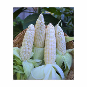 Maíz blanco seco OGM o no OGM para alimentación humana y animal - Product Image 6