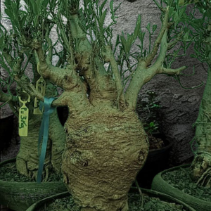 Baobab bonsaï VIP de 20 à 25 ans (huile de baobab, feuilles, poudre) - Product Image 3