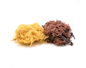 Algues marines irlandaises, algues marines vietnamiennes naturelles de qualité. Le produit peut faire naître de délicieux plats/ Hana - Product Image 3