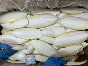 Atacado de Marca Própria OEM/ODM Papagaio Aves Alimentos para Animais de Estimação Ossos de choco secos Preço competitivo diretamente da fábrica - Product Image 3