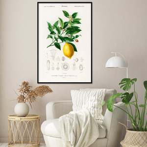 Póster de Citrus Limonium de Charles Dessalines D'Orbigny, material decorativo para pared - Product Image 1