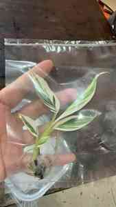 Planta de Plátano Ablo Variegada Musa AeAe de <span class=keywords><strong>Florida</strong></span> |   Cultivo de Tejido de Colección Raro de Color Blanco Variegado para Decoración Tropical de Interiores - Product Image 4