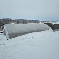 Zuid-Afrika Commerciële Tomatenkas 8X40M | Gegalvaniseerd Stalen Frame + Polycarbonaat Panelen | Hoge Opbrengst Plantsysteem