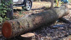 Grumes de cerisier en bois dur de haute qualité pour l'exportation - Product Image 5
