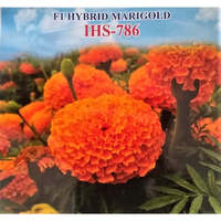 RS ENTERPRISES Iris Marigold Orange IHS-786 F1 Benih Hibrida Hasil Tinggi Tanaman Bunga 50/100/1000 PVT. LTD.