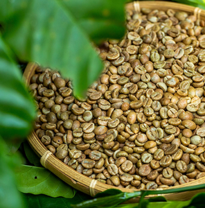 Granos de Café Verde Robusta Premium Vietnamita con 98% de Maduración, Proceso Honey, Nueva Cosecha 2025-2026 - Product Image 2