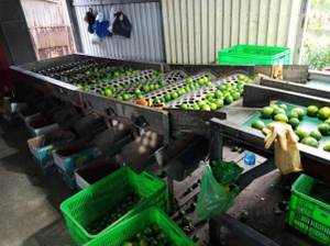 Citron vert frais sans pépins du Viet Nam-haute qualité-meilleur prix - Product Image 2