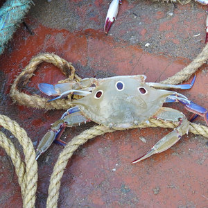 Mayorista Frozen 3 Spot Crab Bulk Exportación Grado Mejor Calidad Proveedor de mariscos y fabricante global - Product Image 2