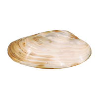 Plateau décoratif nautique côtier en demi-coquille de palourde naturelle de qualité supérieure, 5x5 pouces, en nacre, le plus vendu