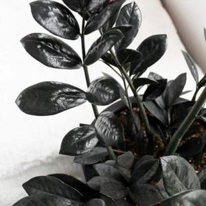 Planta Zamioculca Negra - Planta de Interior con Hojas Negras ZZ - Product Image 1
