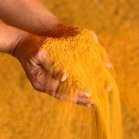 Sığır besleme kanatlı hayvan yemi Aqua besleme iç<span class=keywords><strong>in</strong></span> hindistan pirinç DDGS toplu miktarda mevcut ihracat kaliteli pirinç DDGS - Product Image 3