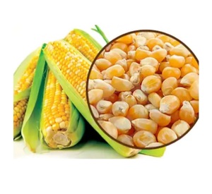 ข้าวโพดขาวและข้าวโพดเหลืองขายส่ง คุณภาพพรีเมียมสำหรับอาหารและการเกษตร - Product Image 4