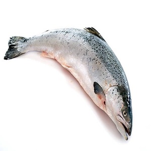 Fresh Whole Atlantic Salmon Fish Vacuum Pack Nutritious <b>Seafood</b> from Norway - Product Image 1