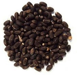 Semillas de Jatropha 100% de Primera Calidad, 75 cm, 2 Años de Vida Útil, Origen UE, Alta Calidad, Precio al por Mayor - Product Image 1