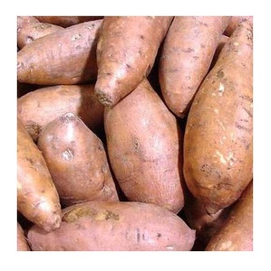 Fournisseur en gros de légumes frais de qualité naturelle, patates douces en vrac, prêts à l'exportation - Product Image 5