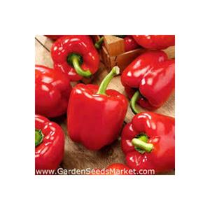 500 pezzi semi di semi rari semi di peperone rosso nuovo biologico in vaso semi regalo a sorpresa - Product Image 1