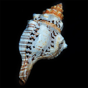 เครื่องประดับเปลือกหอยแกะสลักพร้อมศิลปะการแกะสลักรูปสัตว์ขนาด17ซม. - Product Image 4