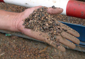 LA MEJOR ELECCIÓN CASCO SECO DE ALTA CALIDAD Y BUEN PRECIO DE VIETNAM - Product Image 4